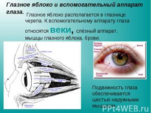 Глазное яблоко и вспомогательный аппарат глаза. Глазное яблоко располагается в г