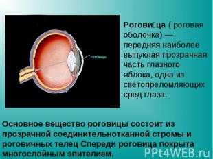Рогови ца ( роговая оболочка) — передняя наиболее выпуклая прозрачная часть глаз
