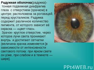 Радужная оболочка(радужка)- тонкая подвижная диафрагма глаза с отверстием (зрачк