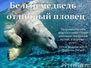 Белый медведь – отличный пловец Во время плавания животное гребет более длинными