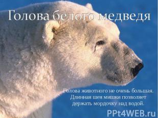 Голова белого медведя Голова животного не очень большая. Длинная шея мишки позво