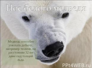 Нос белого медведя Медведь способен унюхать добычу, например тюленя, на расстоян