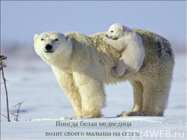 Иногда белая медведица возит своего малыша на спине.