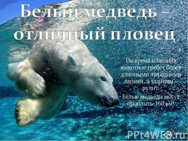 Белый медведь – отличный пловец Во время плавания животное гребет более длинными передними лапами, а задними – рулит. Белые медведи могут проплыть 160 км!