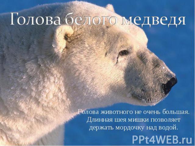 Голова белого медведя Голова животного не очень большая. Длинная шея мишки позволяет держать мордочку над водой.