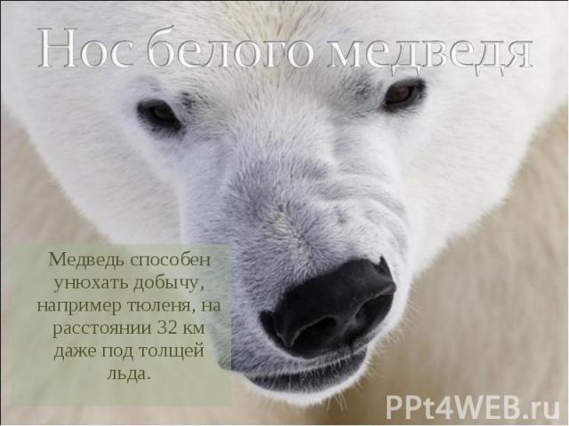 Нос белого медведя Медведь способен унюхать добычу, например тюленя, на расстоянии 32 км даже под толщей льда.
