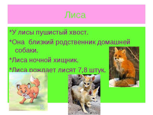 Лиса *У лисы пушистый хвост. *Она близкий родственник домашней собаки. *Лиса ночной хищник. *Лиса рождает лисят 7,8 штук.