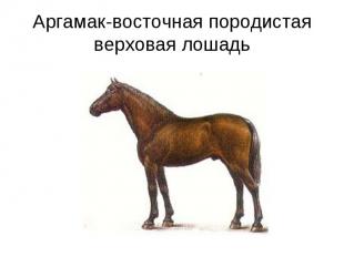 Аргамак-восточная породистая верховая лошадь