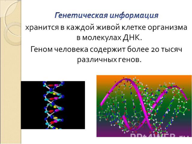 Генетическая информация хранится в каждой живой клетке организма в молекулах ДНК. Геном человека содержит более 20 тысяч различных генов.