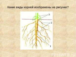 Какие виды корней изображены на рисунке?