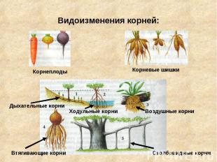 Видоизменения корней: Корнеплоды Корневые шишки Дыхательные корни Ходульные корн