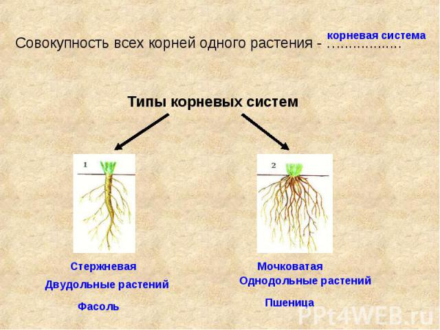 Совокупность всех корней одного растения - …............... Типы корневых систем Стержневая Двудольные растений Фасоль Мочковатая Однодольные растений Пшеница