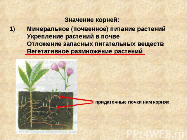 Значение корней: Минеральное (почвенное) питание растений Укрепление растений в почве Отложение запасных питательных веществ Вегетативное размножение растений придаточные почки нам корнях