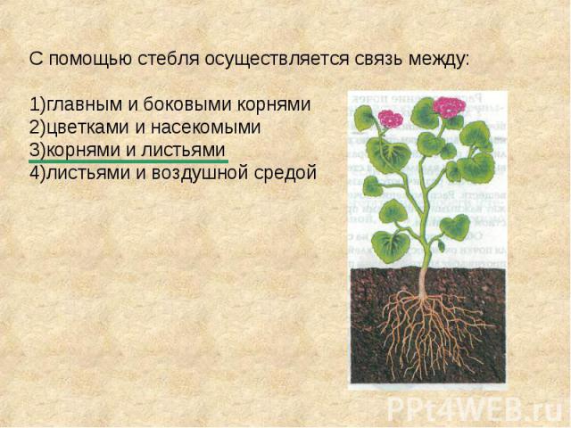 С помощью стебля осуществляется связь между: 1)главным и боковыми корнями 2)цветками и насекомыми 3)корнями и листьями 4)листьями и воздушной средой