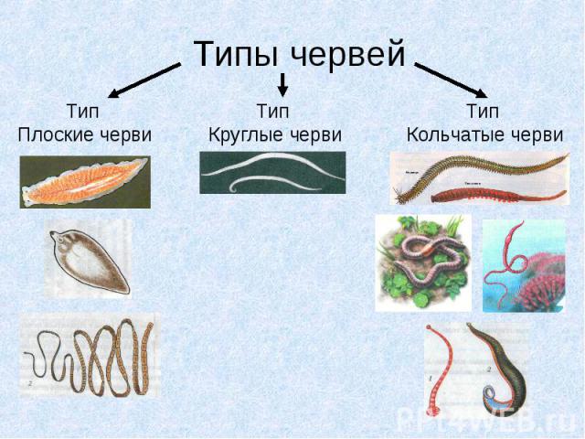 Типы червейТип Плоские черви Тип Круглые черви Тип Кольчатые черви