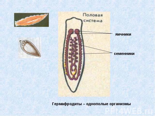 Гермафродиты – однополые организмы