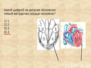 Какой цифрой на рисунке обозначен левый желудочек сердца человека? 1) 1 2) 2 3)