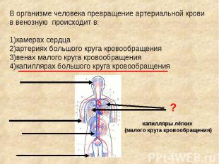 В организме человека превращение артериальной крови в венозную происходит в: 1)к