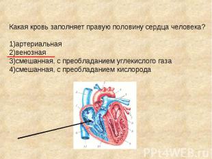 Какая кровь заполняет правую половину сердца человека? 1)артериальная 2)венозная