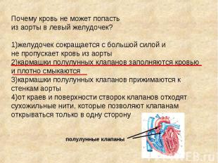 Почему кровь не может попасть из аорты в левый желудочек? 1)желудочек сокращаетс