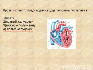 Кровь из левого предсердия сердца человека поступает в: 1)аорту 2)правый желудоч