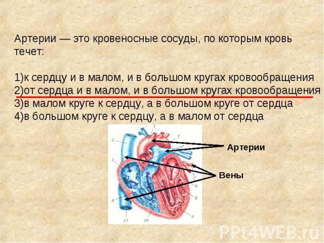 Артерии — это кровеносные сосуды, по которым кровь течет: 1)к сердцу и в малом, и в большом кругах кровообращения 2)от сердца и в малом, и в большом кругах кровообращения 3)в малом круге к сердцу, а в большом круге от сердца 4)в большом круге к серд…