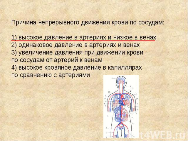 Причина непрерывного движения крови по сосудам: 1) высокое давление в артериях и низкое в венах 2) одинаковое давление в артериях и венах 3) увеличение давления при движении крови по сосудам от артерий к венам 4) высокое кровяное давление в капилляр…