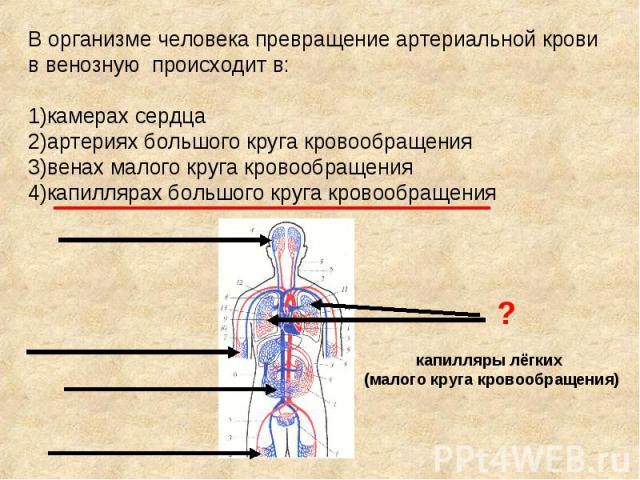 В организме человека превращение артериальной крови в венозную происходит в: 1)камерах сердца 2)артериях большого круга кровообращения 3)венах малого круга кровообращения 4)капиллярах большого круга кровообращения капилляры лёгких (малого круга кров…