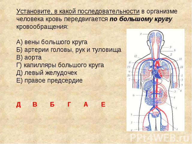 Установите, в какой последовательности в организме человека кровь передвигается по большому кругу кровообращения: A) вены большого круга Б) артерии головы, рук и туловища B) аорта Г) капилляры большого круга Д) левый желудочек Е) правое предсердие