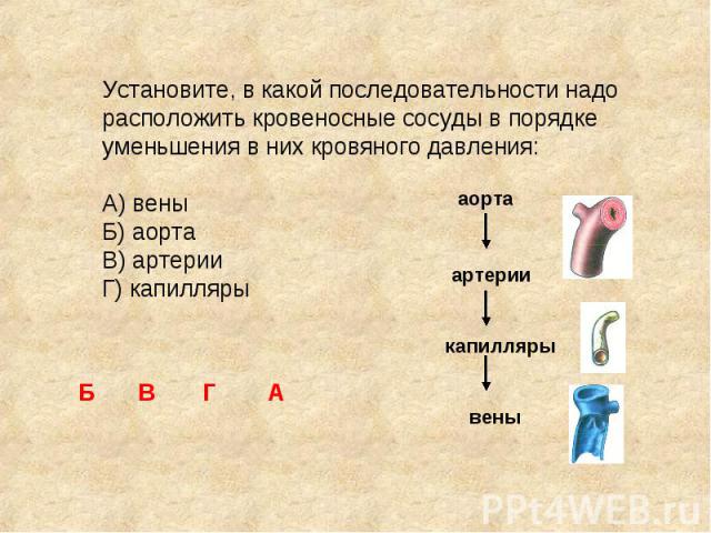 Установите, в какой последовательности надо расположить кровеносные сосуды в порядке уменьшения в них кровяного давления: А) вены Б) аорта В) артерии Г) капилляры