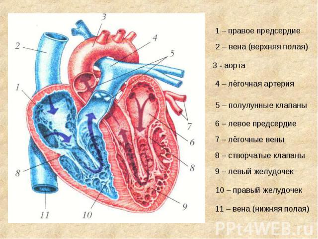 1 – правое предсердие 2 – вена (верхняя полая) 3 - аорта 4 – лёгочная артерия 5 – полулунные клапаны 6 – левое предсердие 7 – лёгочные вены 8 – створчатые клапаны 9 – левый желудочек 10 – правый желудочек 11 – вена (нижняя полая)