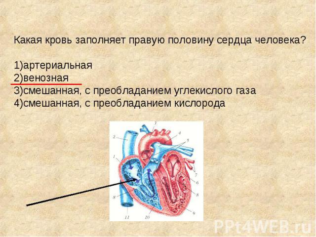 Какая кровь заполняет правую половину сердца человека? 1)артериальная 2)венозная 3)смешанная, с преобладанием углекислого газа 4)смешанная, с преобладанием кислорода