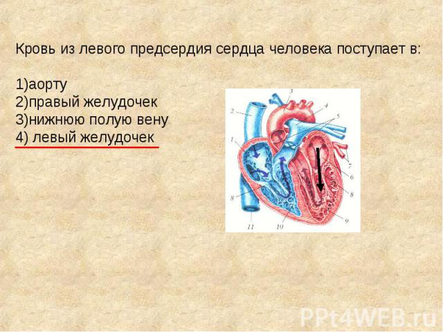 Кровь из левого предсердия сердца человека поступает в: 1)аорту 2)правый желудочек 3)нижнюю полую вену 4) левый желудочек