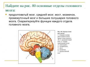 Найдите на рис. 80 основные отделы головного мозга:продолговатый мозг, средний м