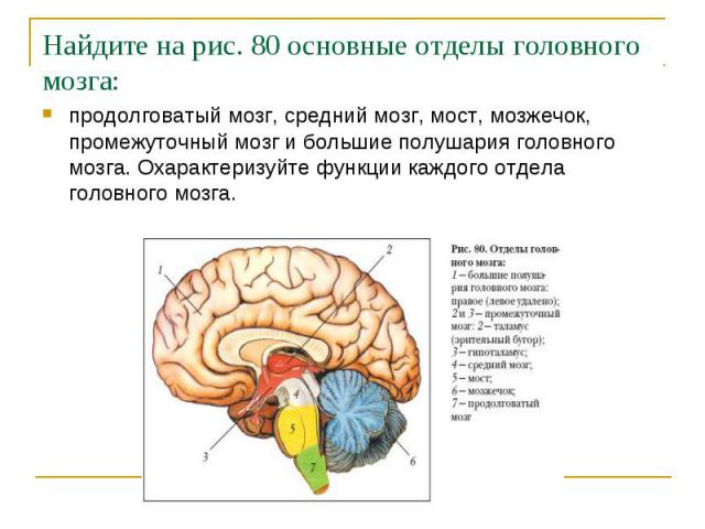 Найдите на рис. 80 основные отделы головного мозга:продолговатый мозг, средний мозг, мост, мозжечок, промежуточный мозг и большие полушария головного мозга. Охарактеризуйте функции каждого отдела головного мозга.