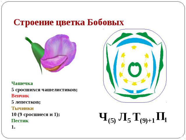 Строение цветка Бобовых Чашечка 5 сросшихся чашелистиков; Венчик 5 лепестков; Тычинки 10 (9 сросшиеся и 1); Пестик 1.
