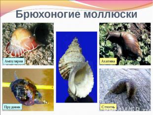 Брюхоногие моллюски Ампулярия Ахатина Прудовик Слизень