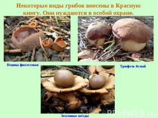 Некоторые виды грибов внесены в Красную книгу. Они нуждаются в особой охране.Пец