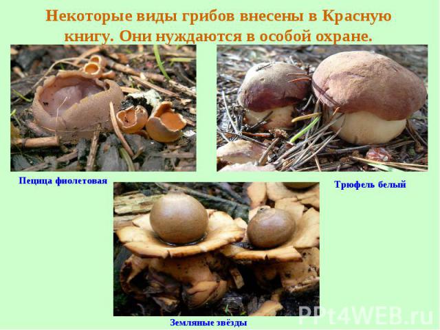 Некоторые виды грибов внесены в Красную книгу. Они нуждаются в особой охране.Пецица фиолетовая Трюфель белый Земляные звёзды