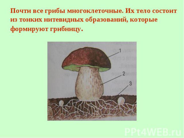 Почти все грибы многоклеточные. Их тело состоит из тонких нитевидных образований, которые формируют грибницу.