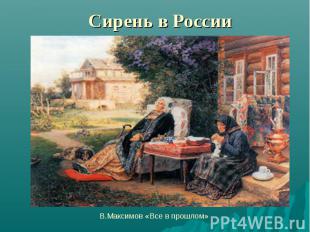 Сирень в России В.Максимов «Все в прошлом»