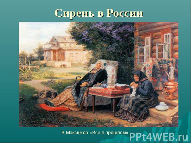 Сирень в России В.Максимов «Все в прошлом»