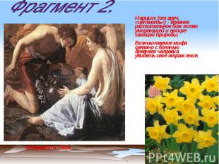 Фрагмент 2. Нарцисс (от греч. «цепенеть») - древнее растительное божество умираю