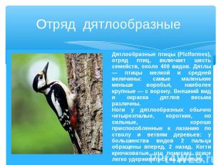 Отряд дятлообразные Дятлообразные птицы (Piciformes), отряд птиц, включает шесть