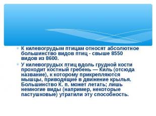 К килевогрудым птицам относят абсолютное большинство видов птиц - свыше 8550 вид