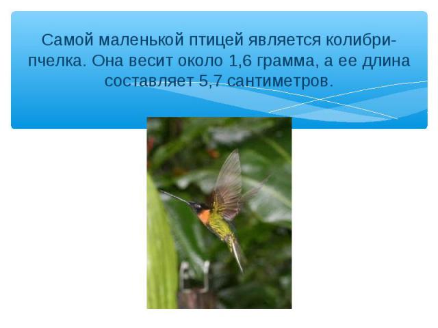 Самой маленькой птицей является колибри-пчелка. Она весит около 1,6 грамма, а ее длина составляет 5,7 сантиметров.