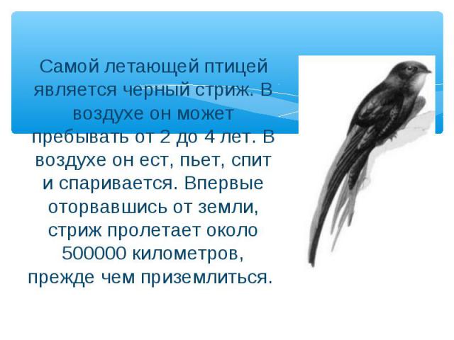 Самой летающей птицей является черный стриж. В воздухе он может пребывать от 2 до 4 лет. В воздухе он ест, пьет, спит и спаривается. Впервые оторвавшись от земли, стриж пролетает около 500000 километров, прежде чем приземлиться.