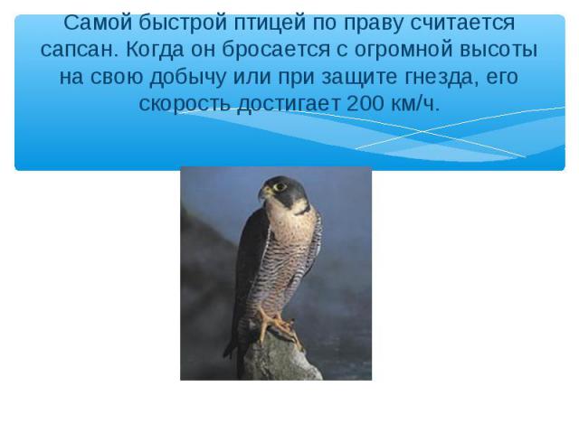 Самой быстрой птицей по праву считается сапсан. Когда он бросается с огромной высоты на свою добычу или при защите гнезда, его скорость достигает 200 км/ч.