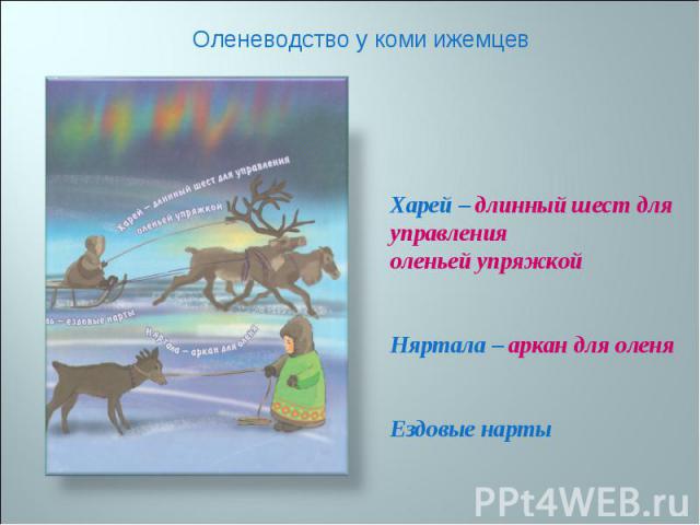 Оленеводство у коми ижемцев Харей – длинный шест для управления оленьей упряжкой Няртала – аркан для оленя Ездовые нарты