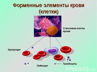 Форменные элементы крови (клетки) Стволовая клетка крови